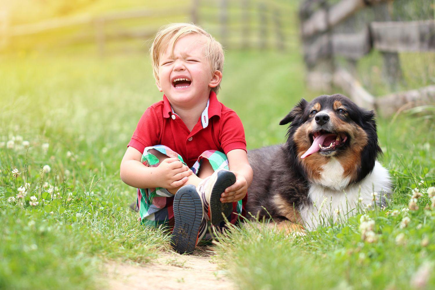 Morsures De Chien Et Rage