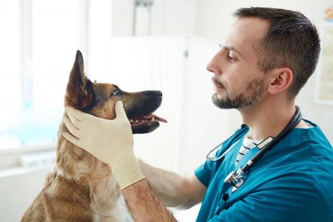 Votre chien aussi peut avoir du diabète