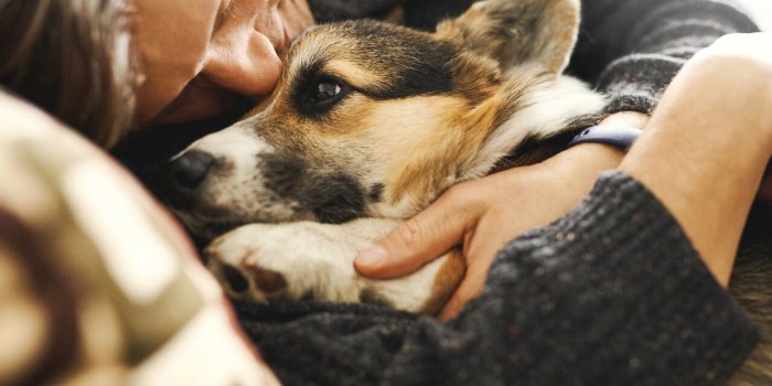 Dormir avec son chien : les 5 bonnes raisons de cÃ©der