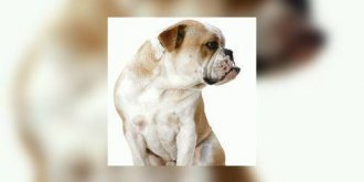 Que faire si votre chien a la diarrhee ?