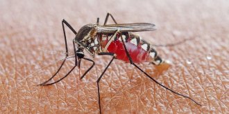 Ne laissez pas les moustiques gâcher votre sommeil