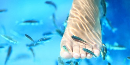 Fish pedicure : les risques pour la sante