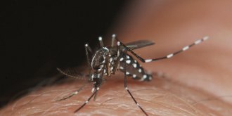 Invasion de moustiques tigres : cinq choses que vous ne saviez