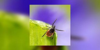 Lyme : les dessous du prochain scandale sanitaire ?