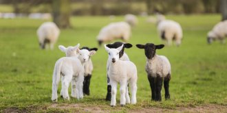 Hybride humain-mouton : en quoi il pourrait aider lors des greffes d-organes