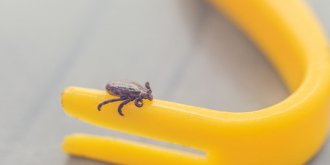 La maladie de Lyme peut etre responsable de complications au cœur