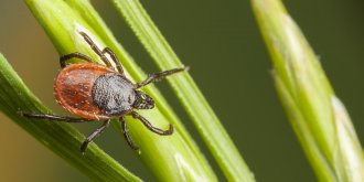 Maladie de Lyme : deux fois plus de cas en Alsace que dans le reste du pays