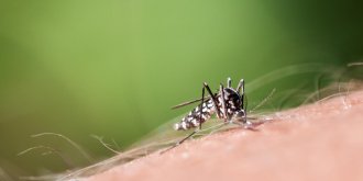 Invasion de moustiques tigres : cinq choses que vous ne saviez