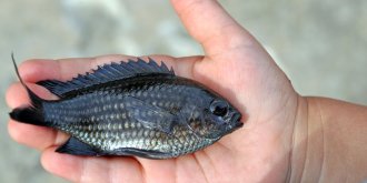 Des pansements en peau de poisson pour guerir les brulures