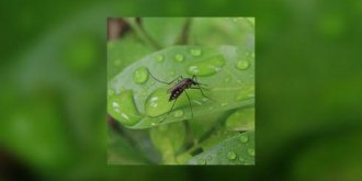 Chikungunya : l’epidemie progresse aux Antilles