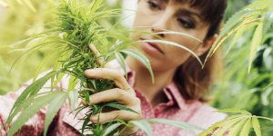 Le cannabis comme antidouleur : plus de mal que de bien ?