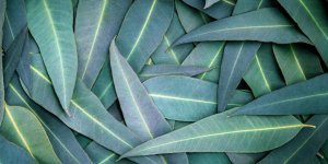 Inhalation contre le rhume : les risques de l-eucalyptus