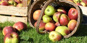 Compote de pommes vertes, granite de cidre