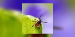 Lyme : les dessous du prochain scandale sanitaire ?