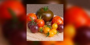 Le retour des tomates perdues