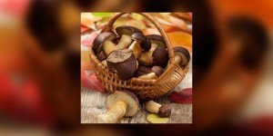 Comment faire secher les cepes ?