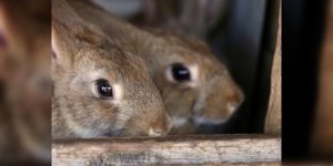 D’ou vient l’elevage du lapin ? 