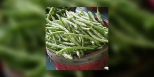 Pourquoi vous devez manger des haricots verts