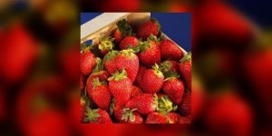 Ca n’est pas encore la saison des fraises !