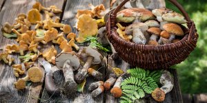 Mise en garde : les intoxications aux champignons explosent