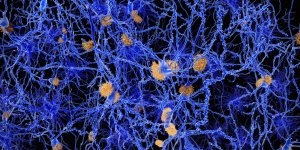 Des anticorps de lama pour detecter precocement la maladie d’Alzheimer