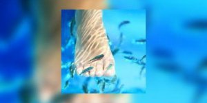 La « fish pedicure », une pratique qui inquiete les autorites