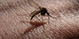 Alpes-Maritimes : 11 personnes victimes du virus West Nile