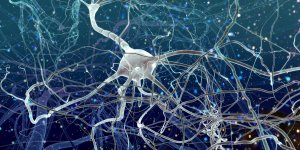 Un nouveau type de neurones decouvert dans le cerveau humain