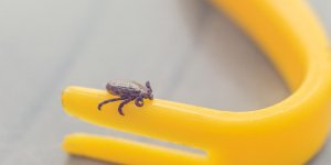 La maladie de Lyme peut etre responsable de complications au cœur