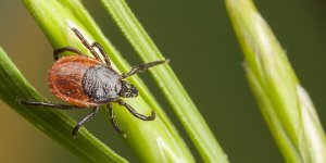 Bientot un vaccin contre la maladie de Lyme ?