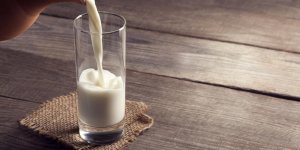 Lait de cafard : un nouveau super-aliment a ete decouvert