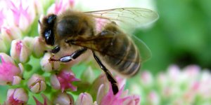 Espagne : une femme meurt apres avoir teste l-acupuncture avec les abeilles