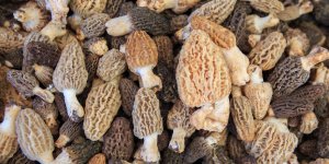 Poularde aux morilles