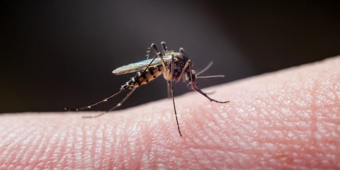 Piqure De Moustique Les Pommades A Choisir En Cas D Allergie