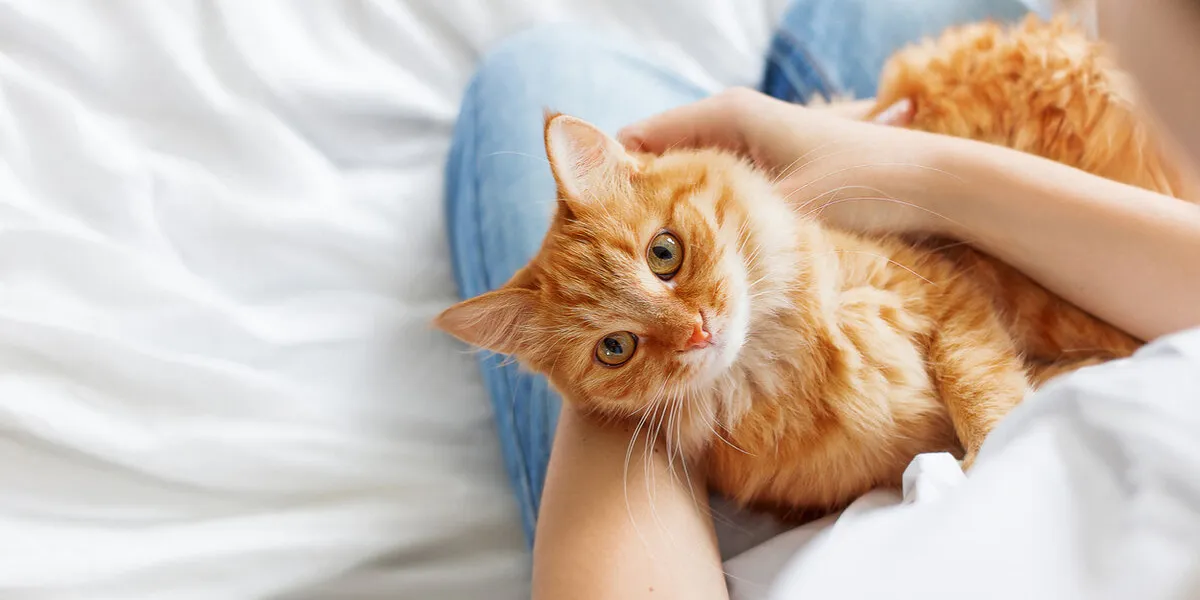 cute ginger cat lies on woman's hands the fluffy pet comfortably settled to sleep or to play cute cozy background with place for text morning bedtime at home cute ginger cat lies on woman's hands the fluffy pet comfortably settled to sleep or to play cute cozy background with place for text morning bedtime at home