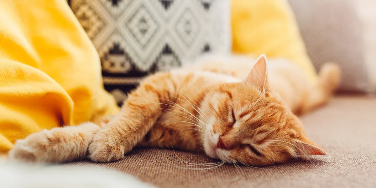 ginger cat sleepng on couch in living room surrounded with cushions pet relaxing at home ginger cat sleepng on couch in living room surrounded with cushions pet relaxing at home