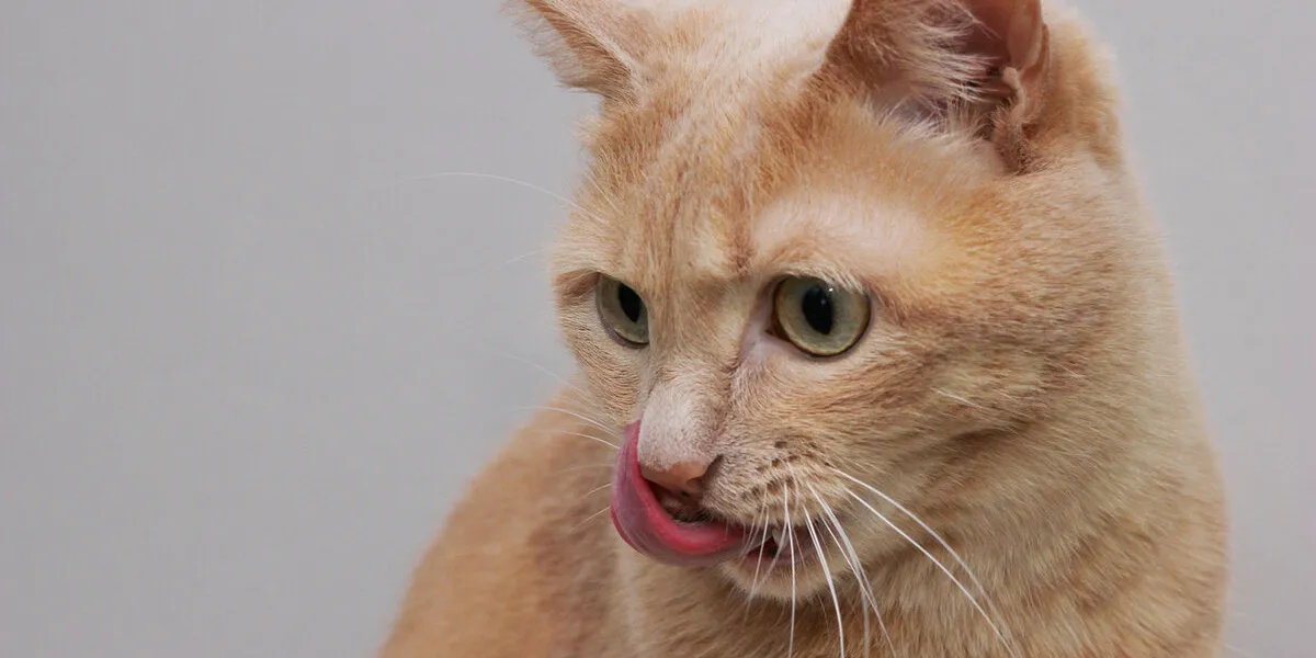 the red cat licks her lips cat's tongue close-up the head of a red cat with its tongue sticking out the red cat licks her lips cat's tongue close-up the head of a red cat with its tongue sticking out
