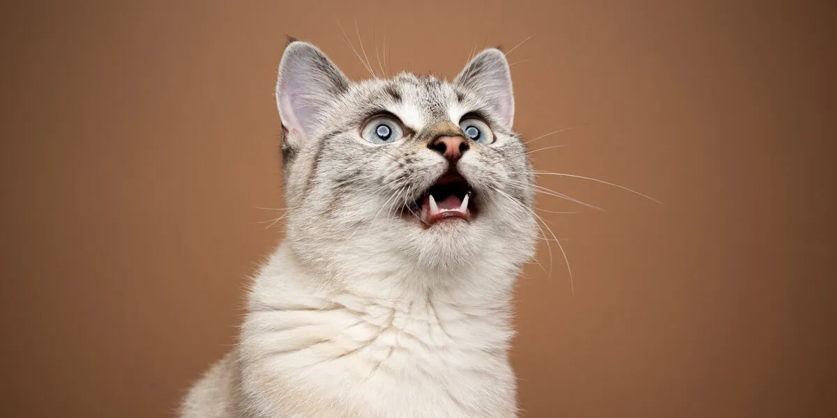 excited cat chattering or meowing with mouth open looking up on brown background excited cat chattering or meowing with mouth open looking up on brown background