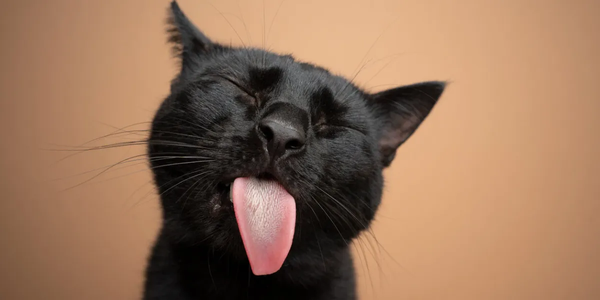 funny black cat sticking out tongue on brown background funny black cat sticking out tongue on brown background