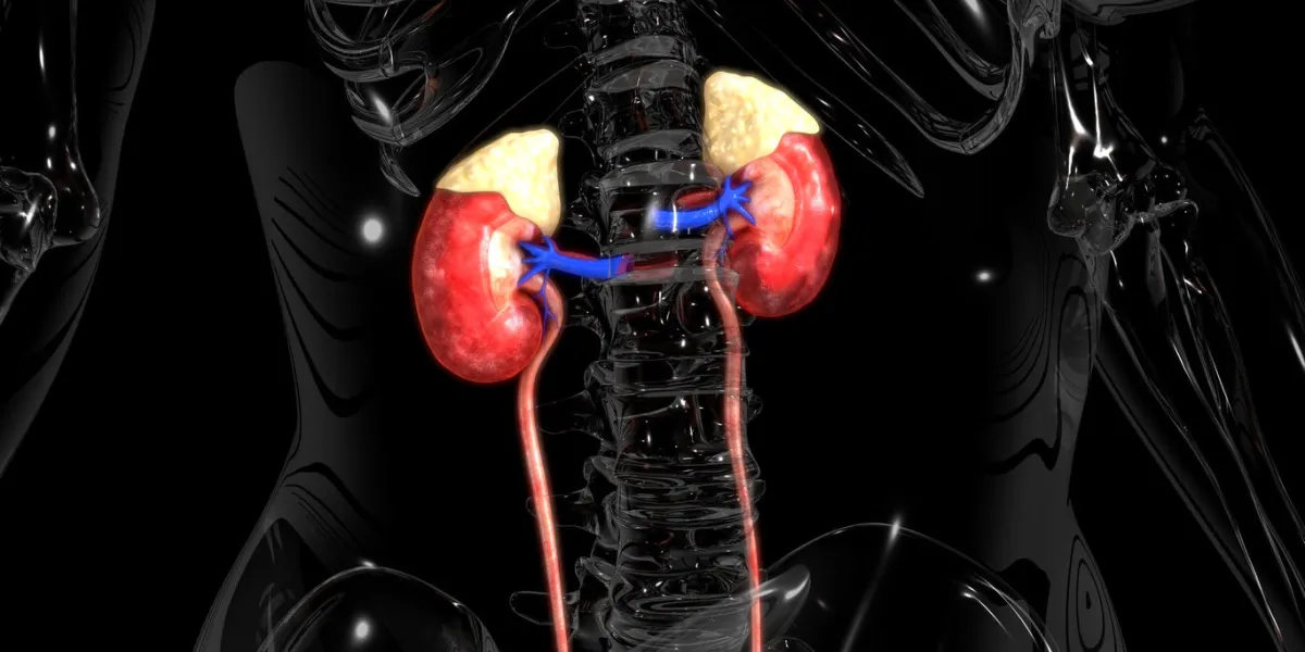 kidneys kidneys