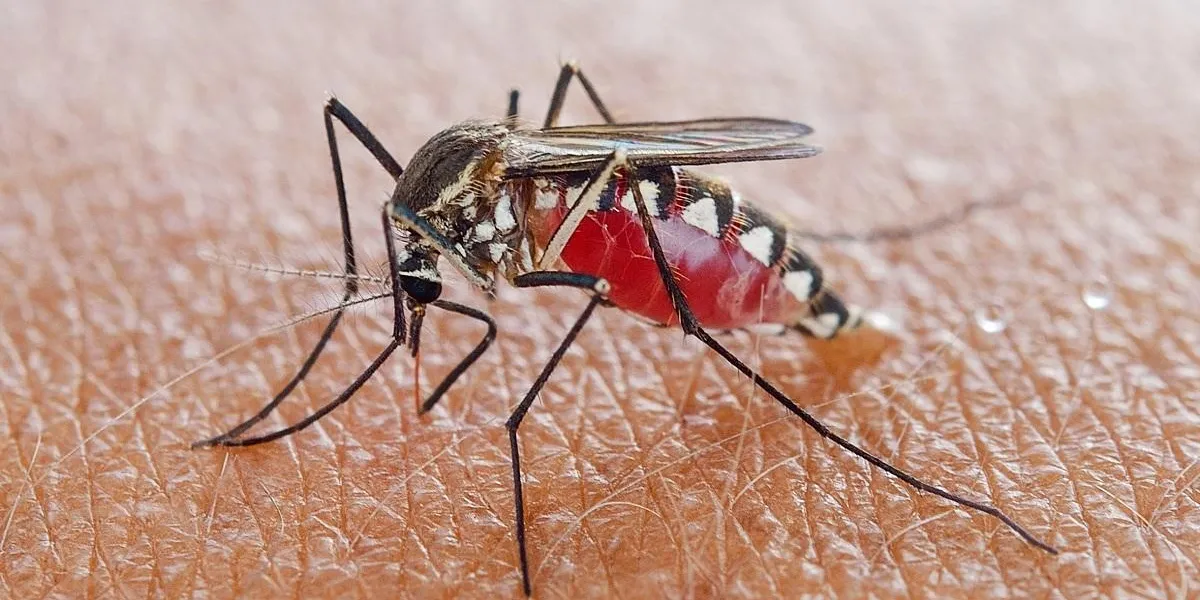 mosquito sucking blood mosquito sucking blood