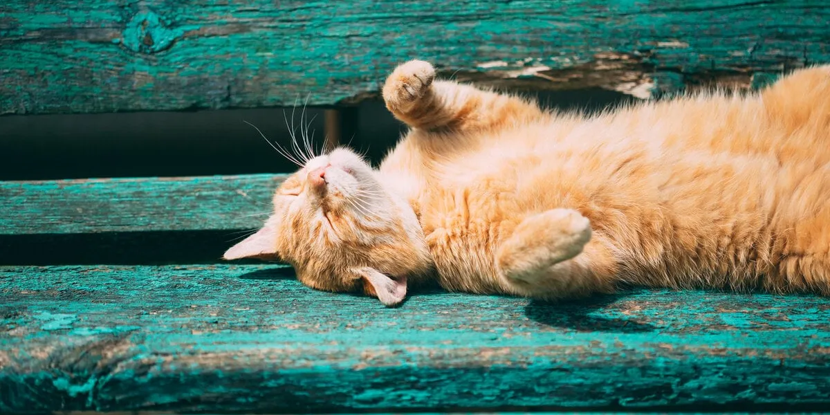 funny red kitten cat sleeping on a bench in park in hot summer day funny red kitten cat sleeping on a bench in park in hot summer day