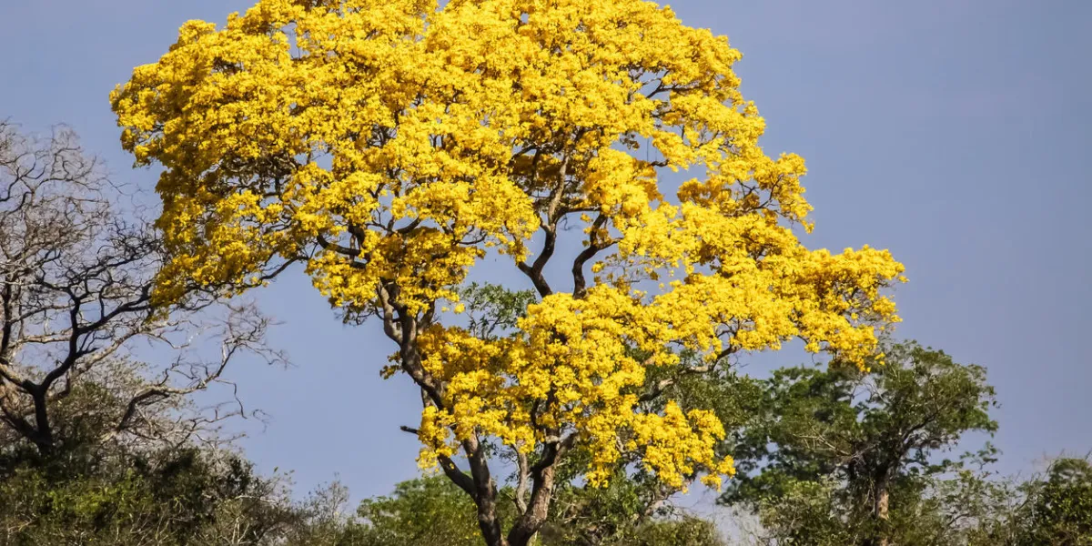 pantanal, brésil pantanal, brésil