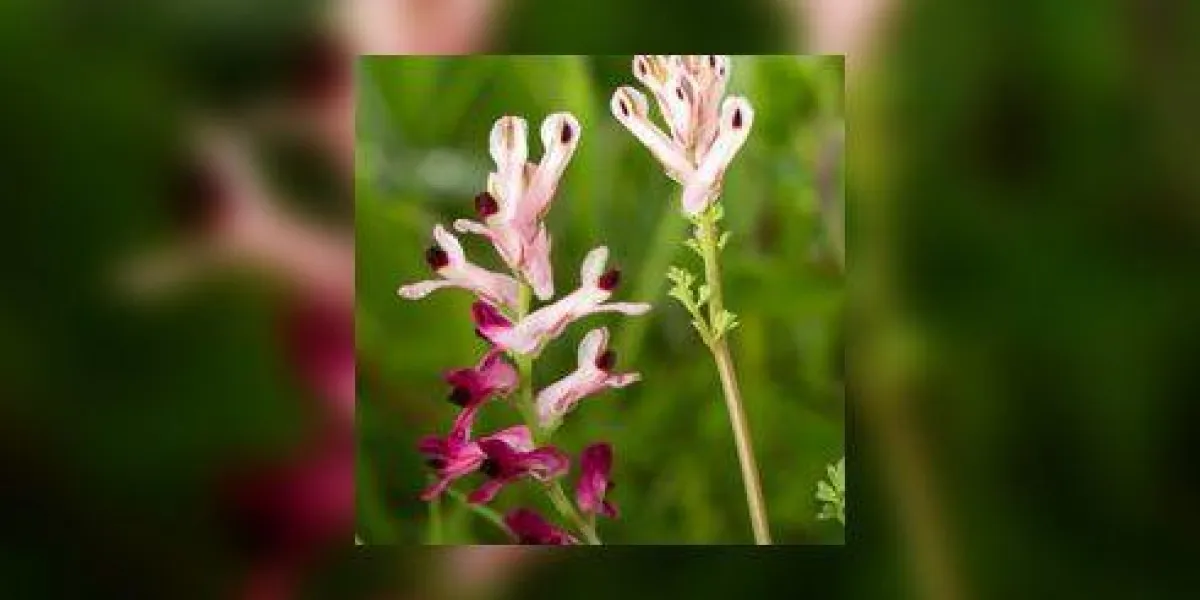 vue rapprochée de la belle fleur de fumaria capreolata vue rapprochée de la belle fleur de fumaria capreolata