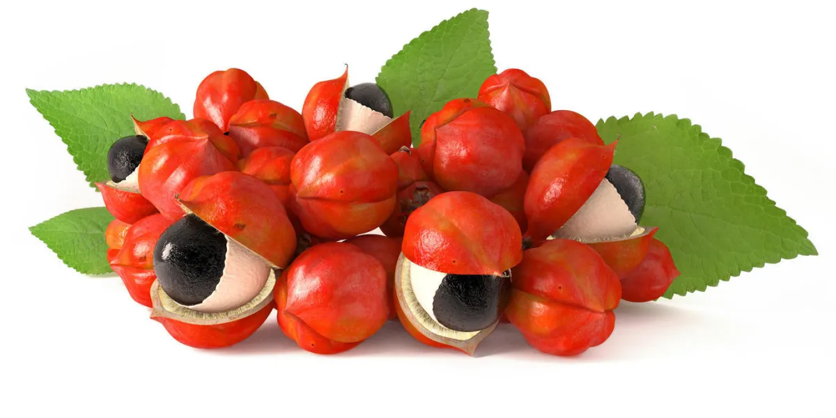 guarana, ingrédient 3d guarana, ingrédient 3d